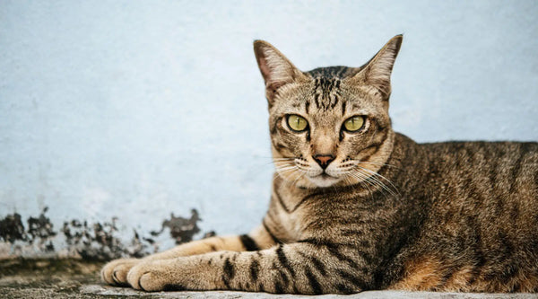 tabby breed cat