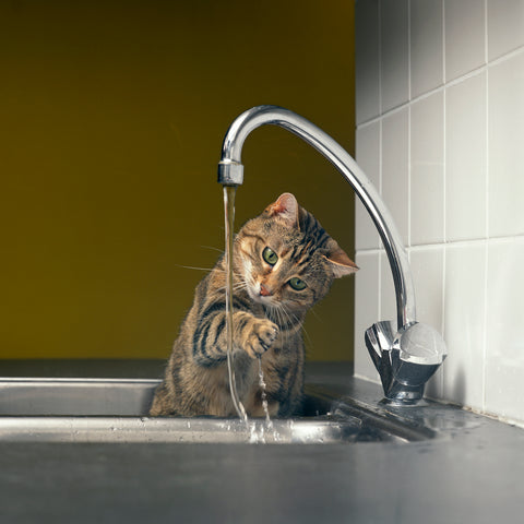 Getigerte Katze spielt mit dem Wasser aus dem Wasserhahn