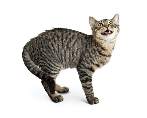 Tabby Cat With Arched Back and Open Mouth.