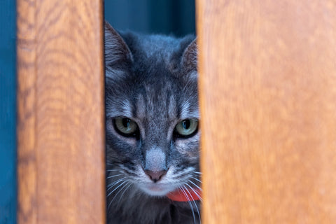 a cat looking into the lens through the boards