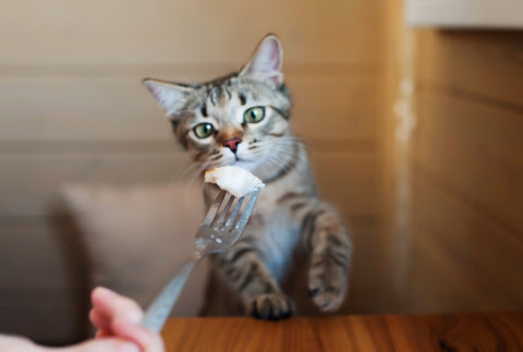 Süße Katze, die von einem Teller auf dem Tisch isst