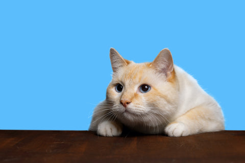 Die Katze ist sprungbereit, ein aufmerksamer Blick, ein blauer Hintergrund