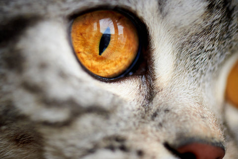 The close-up of a yellow cat eye