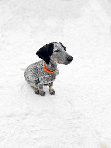 Der Besitzer trainiert einen Hund, einen kleinen Welpen