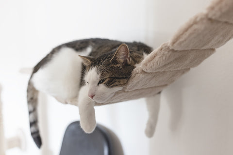 Tired sad domestic cat laying on a hanging rope bridge for cats.