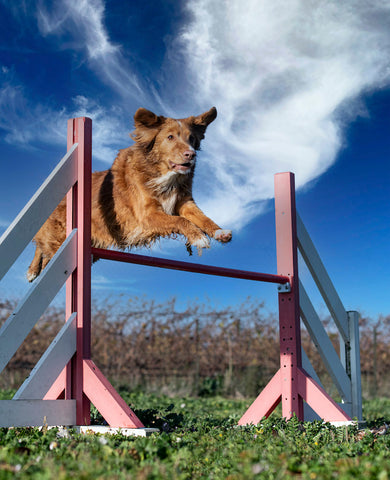 Hund beim Agility-Wettbewerb