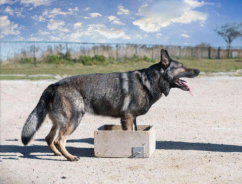 training of german shepherd