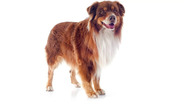 Bøde Lure psykologi All About the Red tri color Australian Shepherd (A Full Guide)