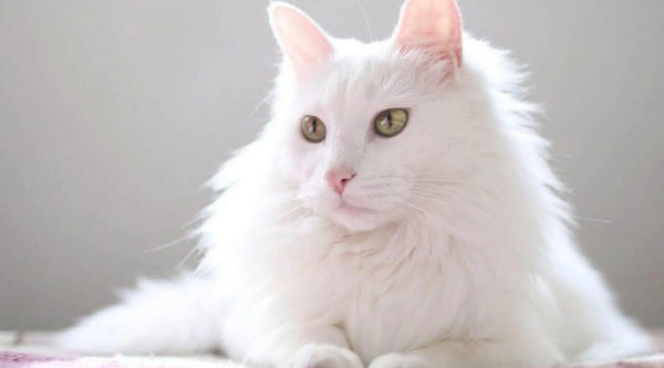 Turkish Angora cat