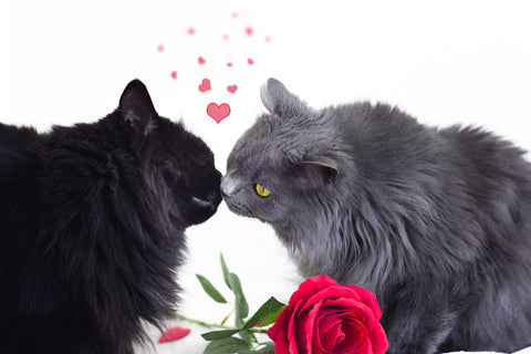 Zwei Katzen küssen sich und riechen einander mit roter Rose