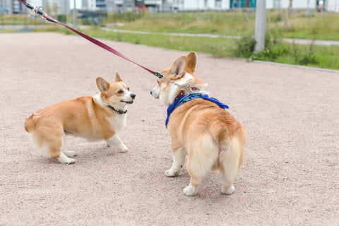 Two corgi dogs met on the street