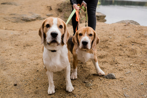 Two cute beagle dogs with collars and leashes chilling with their owner