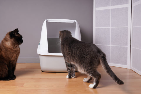 Two domestic cats examining new closed cat litter box at home