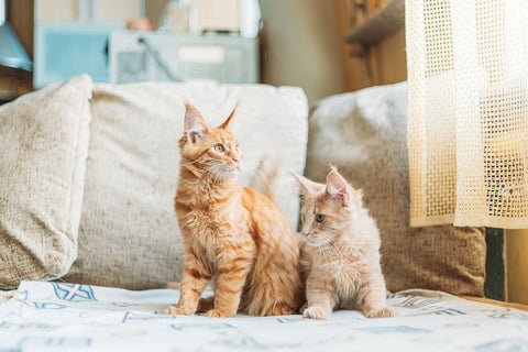 Two Funny Curious Young Red Ginger Maine Coon Kittens Cats Sitting At Home Sofa.