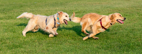 Two Golden Retrievers running on grass