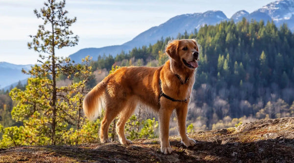 types of Golden Retrievers