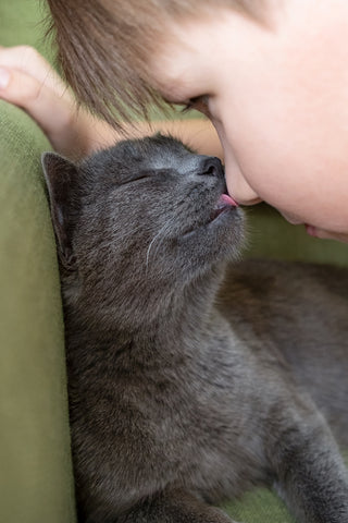 Nahaufnahmeporträt einer grauen Katze, die den Freund des Besitzers an der Nase auf grünem Hintergrund leckt