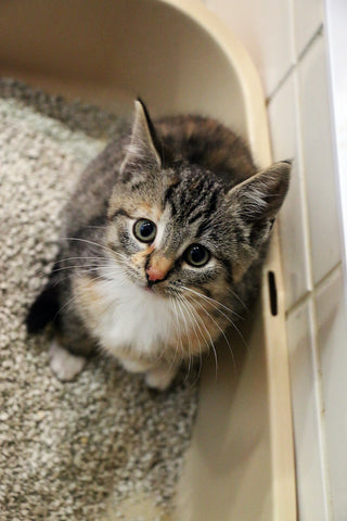 Vertikale Nahaufnahme eines süßen grauen Kätzchens in einer Katzentoilette