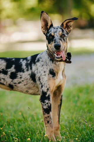 Vertikale Aufnahme eines Catahoula-Leopardenhundes mit Halsband im Park