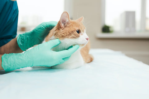 Tierarzt untersucht die Katze