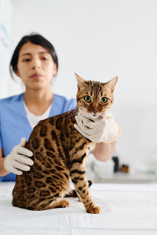 Tierarzt arbeitet mit Bengalkatze