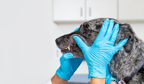 Tierarzt überprüft Hundezähne