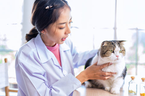 A veterinarian doctor checking a cat