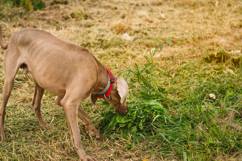 Weimaraner dog eating grass to purge its body.