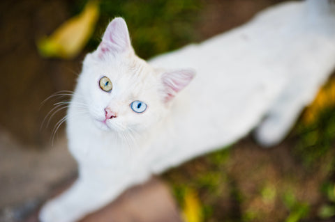 Weiße Katze mit verschiedenfarbigen Augen