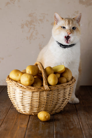 Weiße dicke Katze schreit empört und knurrt einen Korb voller Kartoffeln an.