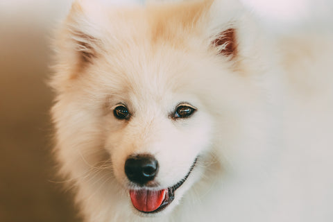 White Samoyed dog puppy