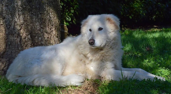 white dog breeds