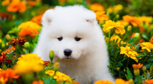 white dog breeds