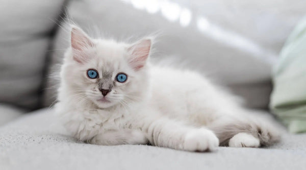 white ragdoll breed