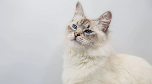 white siberian cat