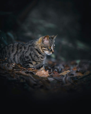 Wild cat in China