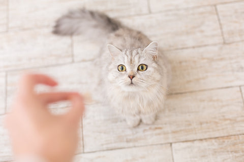 A woman  feeds the cat