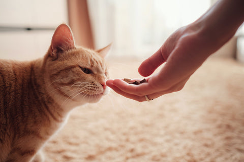 Frau füttert Katze, Katze frisst aus weiblichen Händen.