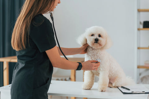 Cute little dog is in the veterinary clinic