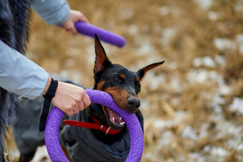 Frau verbringt Zeit mit dem schönen Hund Dobermann im Freien.