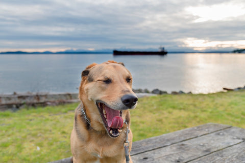 Yawning dog at park