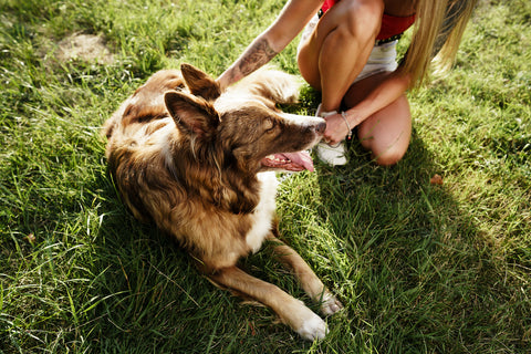 Young border collie dog on a leash in park