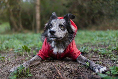 Junger verspielter Border Collie im roten Pullover spielt im Park