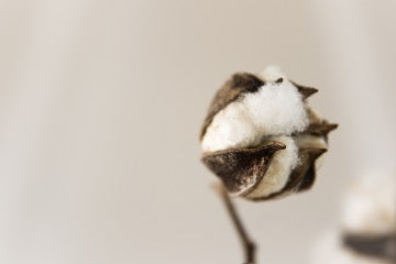 Cotton stem in front of beige background.