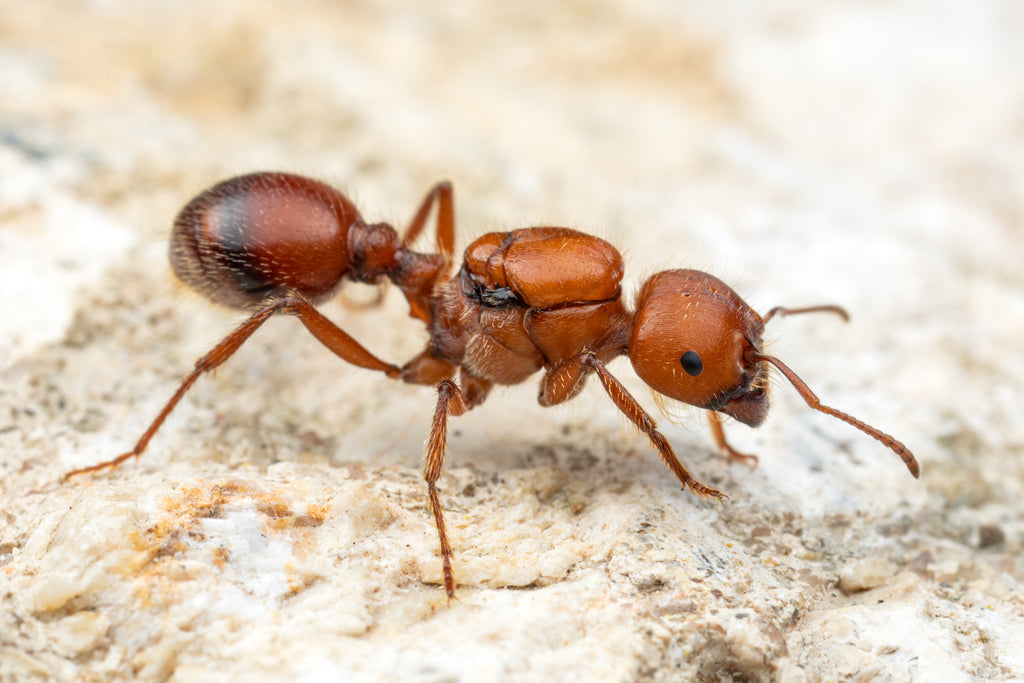 Pogonomyrmex barbatus (15+ workers)(Mini Hearth Bundle) – Tar Heel Ants