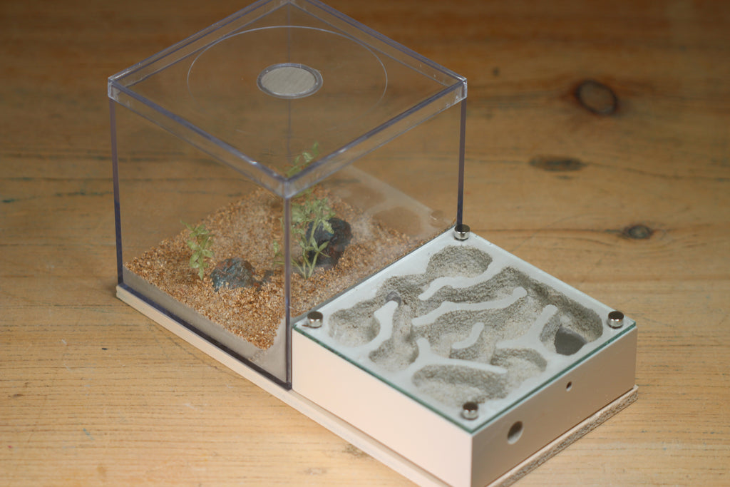 Fortress Formicarium Tar Heel Ants