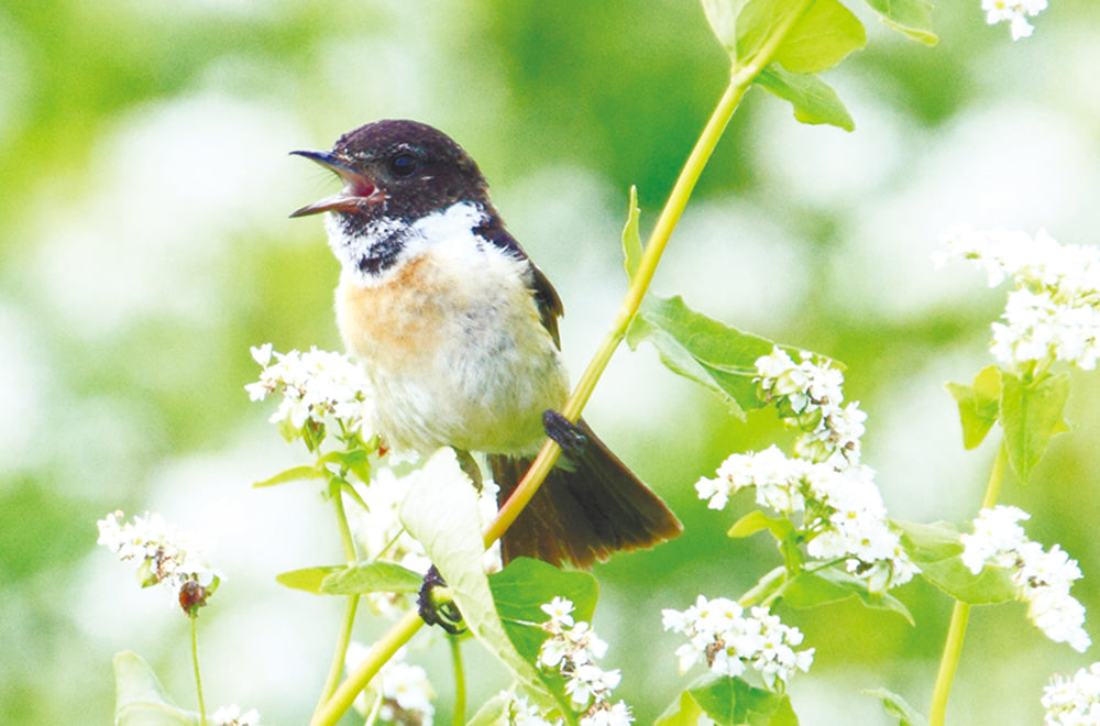 そば花