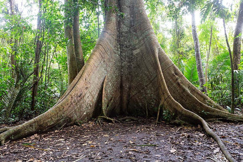 Large roots of a kapok tree