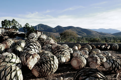 Agaves pour le Mezcal