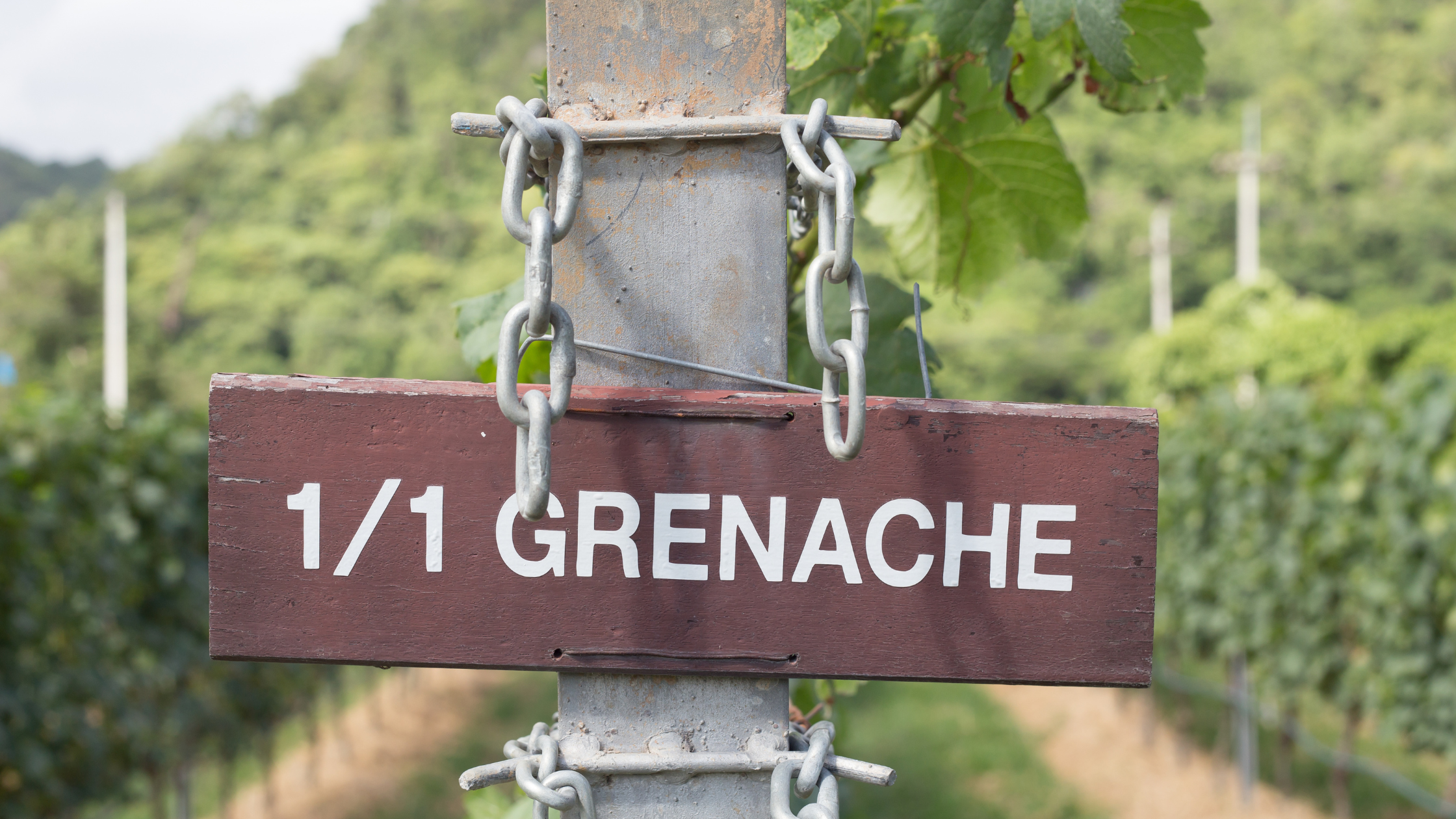 Grenache vineyards, Wine of the Month, Humanity Wine Co.